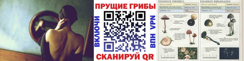 Галлюциногенные грибы MAGIC MUSHROOMS  что такое   Сертолово 
